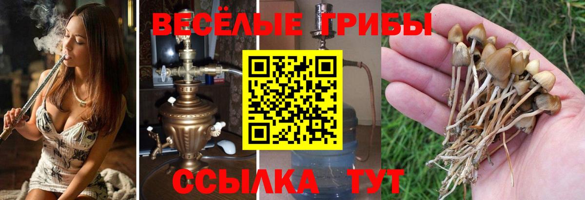 Галлюциногенные грибы MAGIC MUSHROOMS  Вход с VPN  Унеча  Галлюциногенные грибы Cubensis 